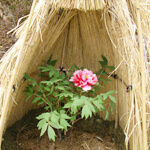 ピンクの冬牡丹