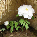 白い冬牡丹